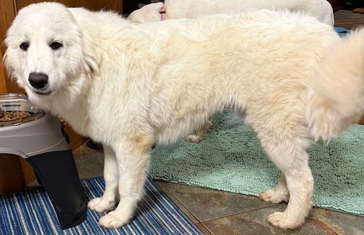Sissy, Young Female Great Pyrenees