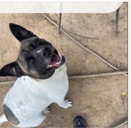 Makayla, adoptable, Adult Female Japanese Akita .