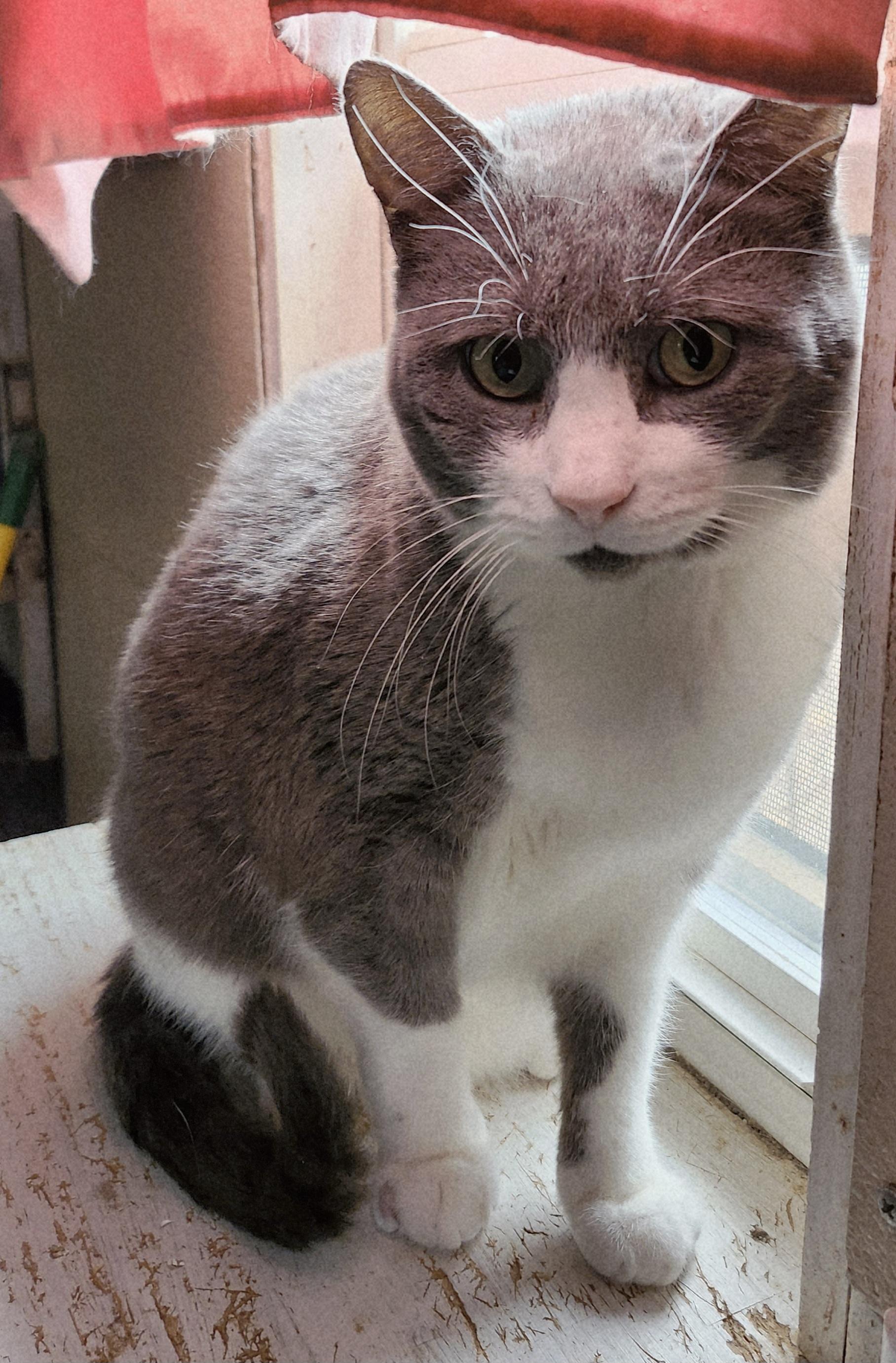 Enlarge 'CHARLIE', a ADOPTABLE Domestic Short Hair in North East, MD image 1/3