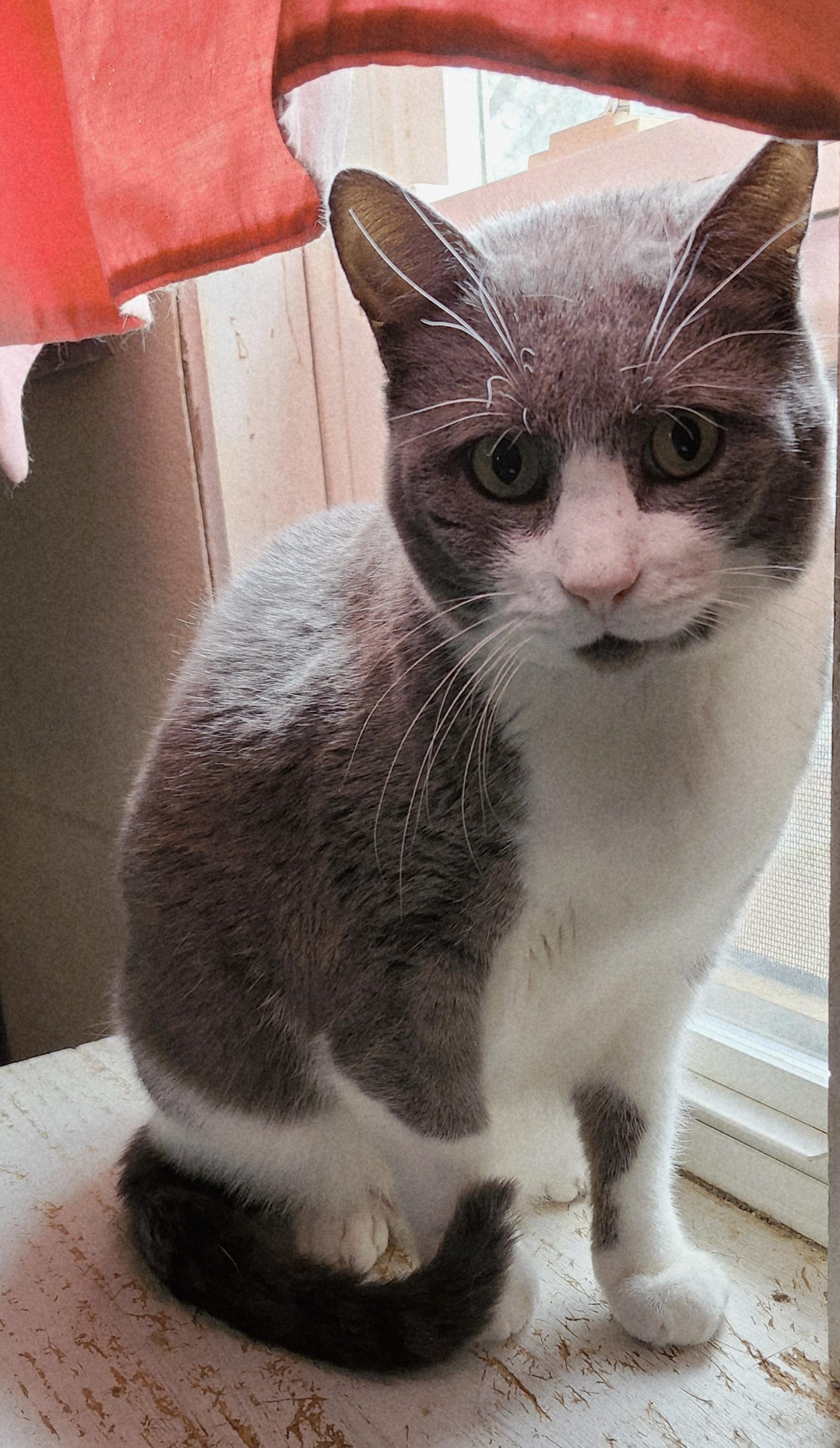 Enlarge 'CHARLIE', a ADOPTABLE Domestic Short Hair in North East, MD image 3/3