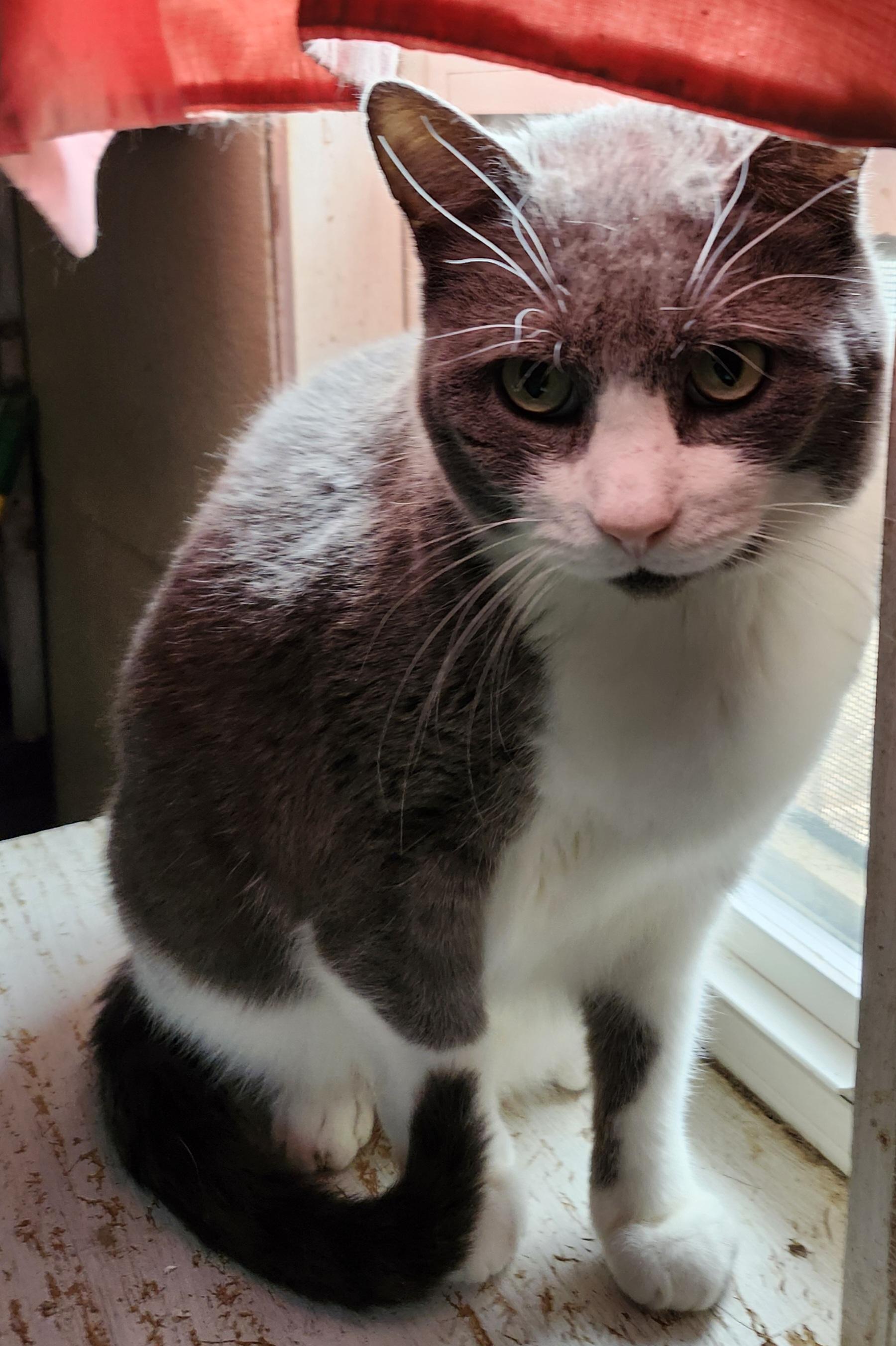 Enlarge 'CHARLIE', a ADOPTABLE Domestic Short Hair in North East, MD image 2/3