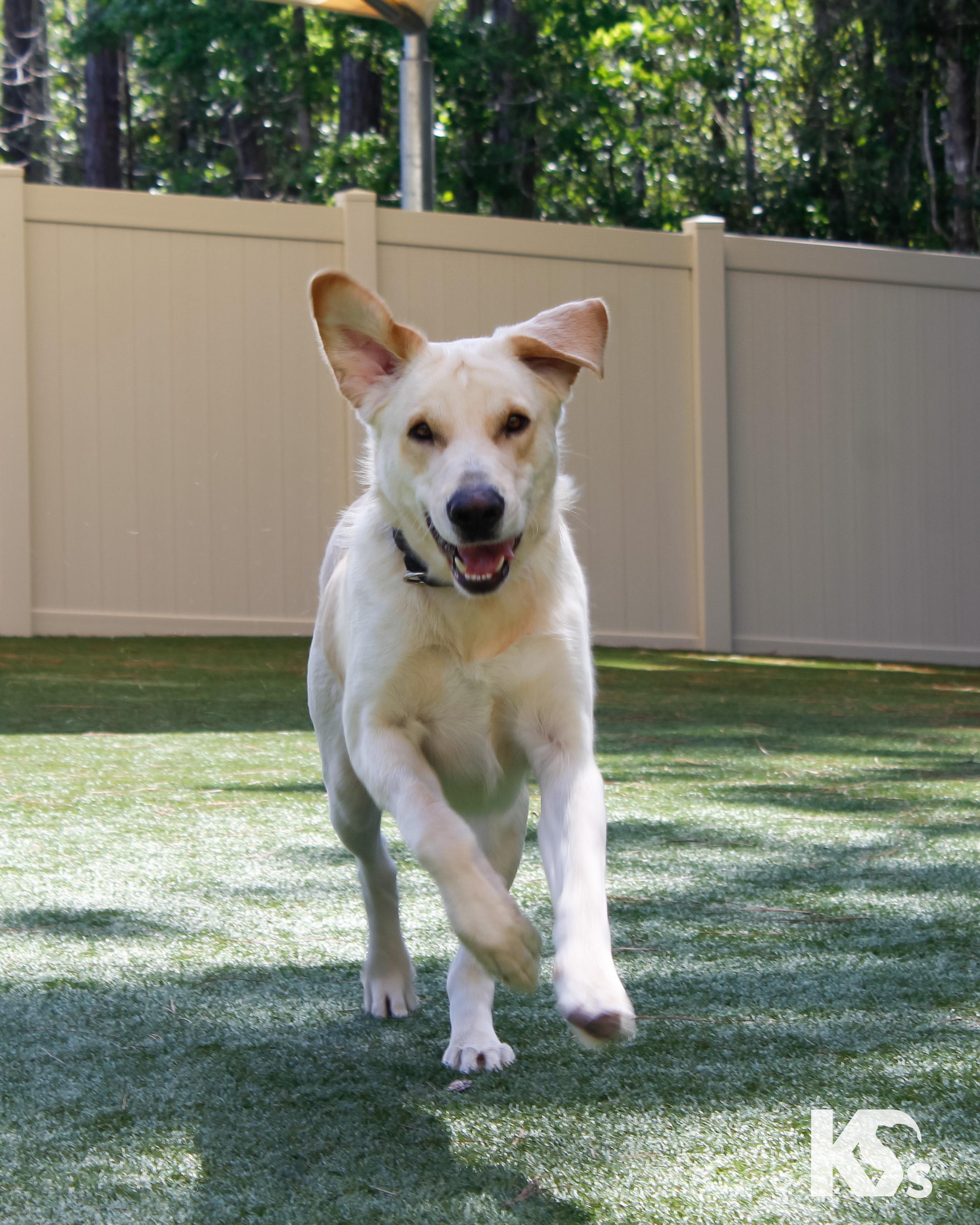 Enlarge Fiji, a Adoptable mixed breed in Ponte Vedra, FL image 2/6