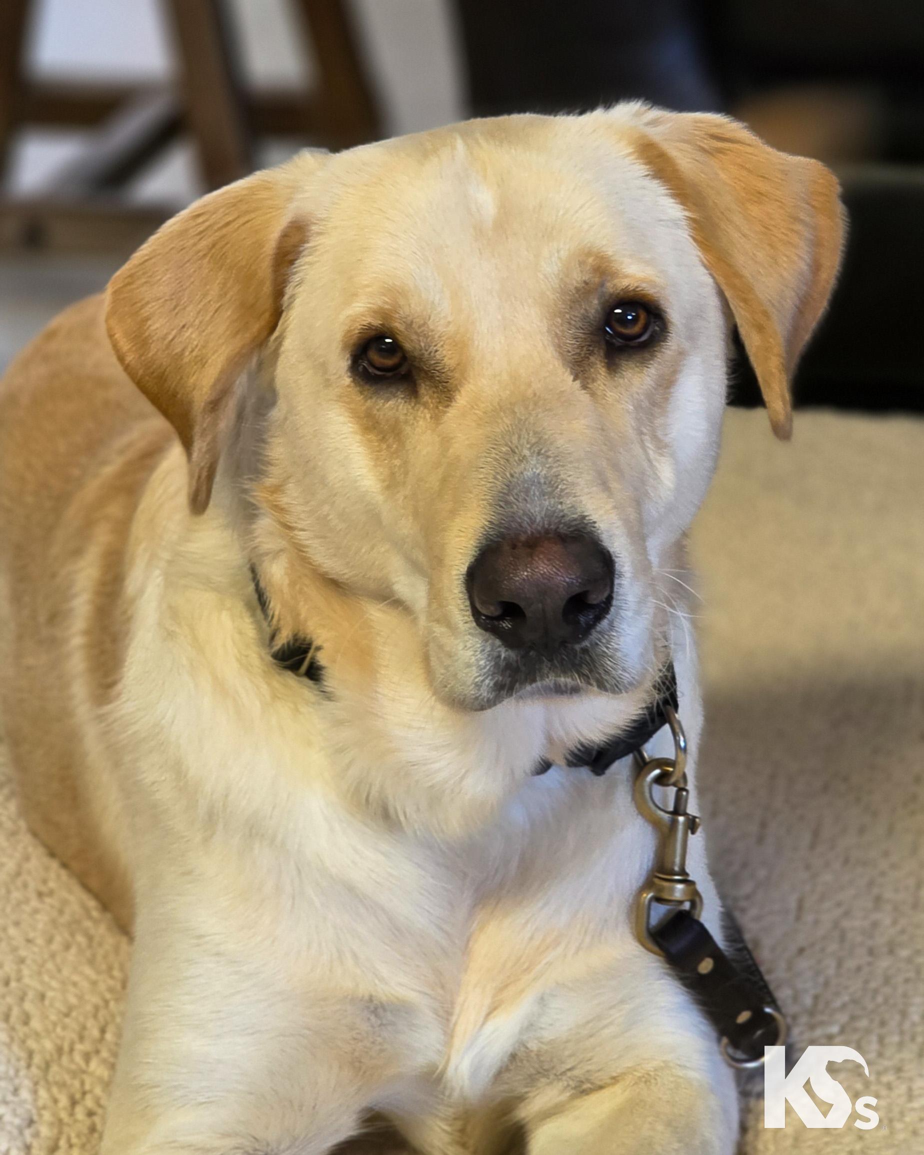 Fiji, Adoptable, Young Male Labrador Retriever & Great Dane.