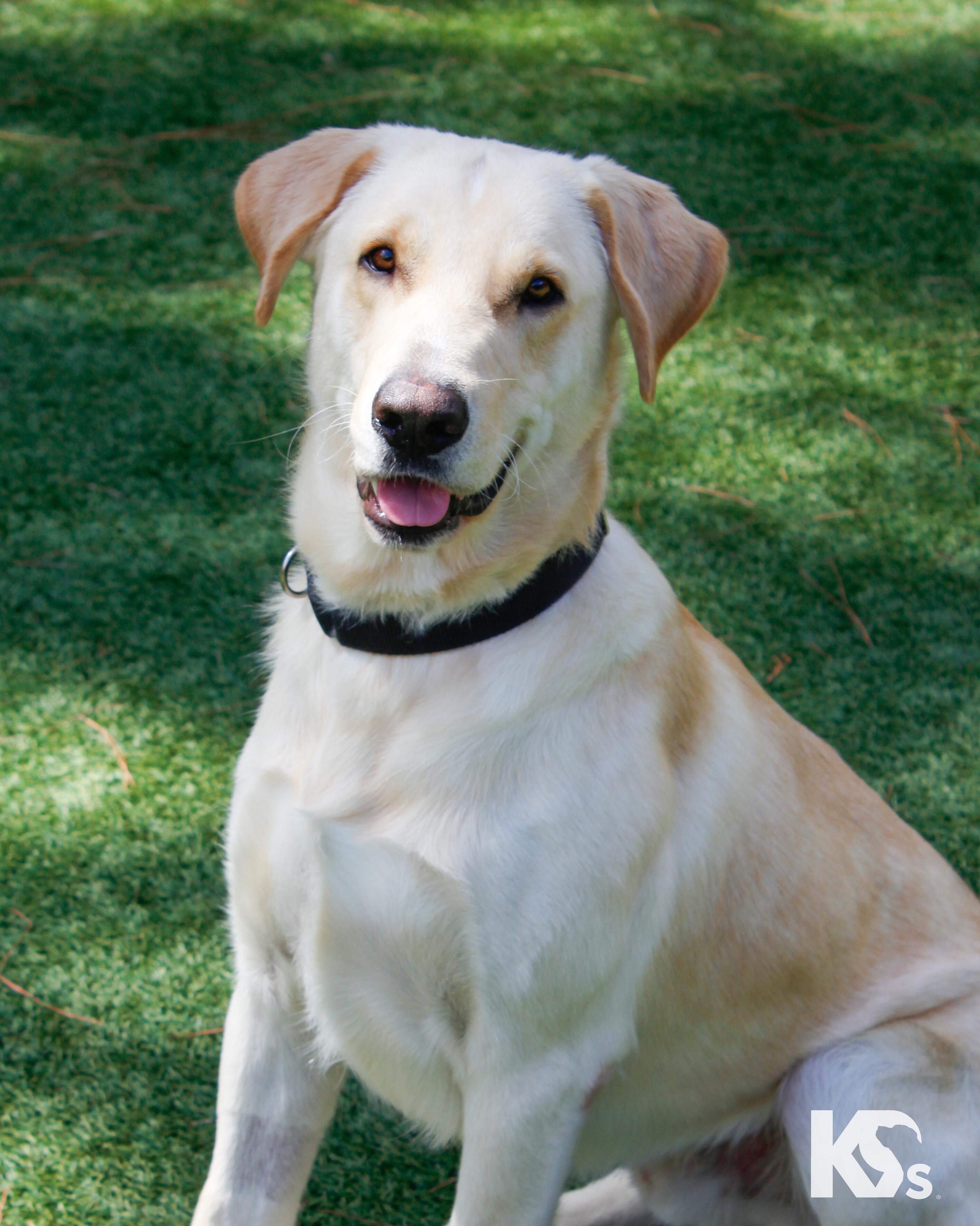 Enlarge Fiji, a Adoptable mixed breed in Ponte Vedra, FL image 6/6