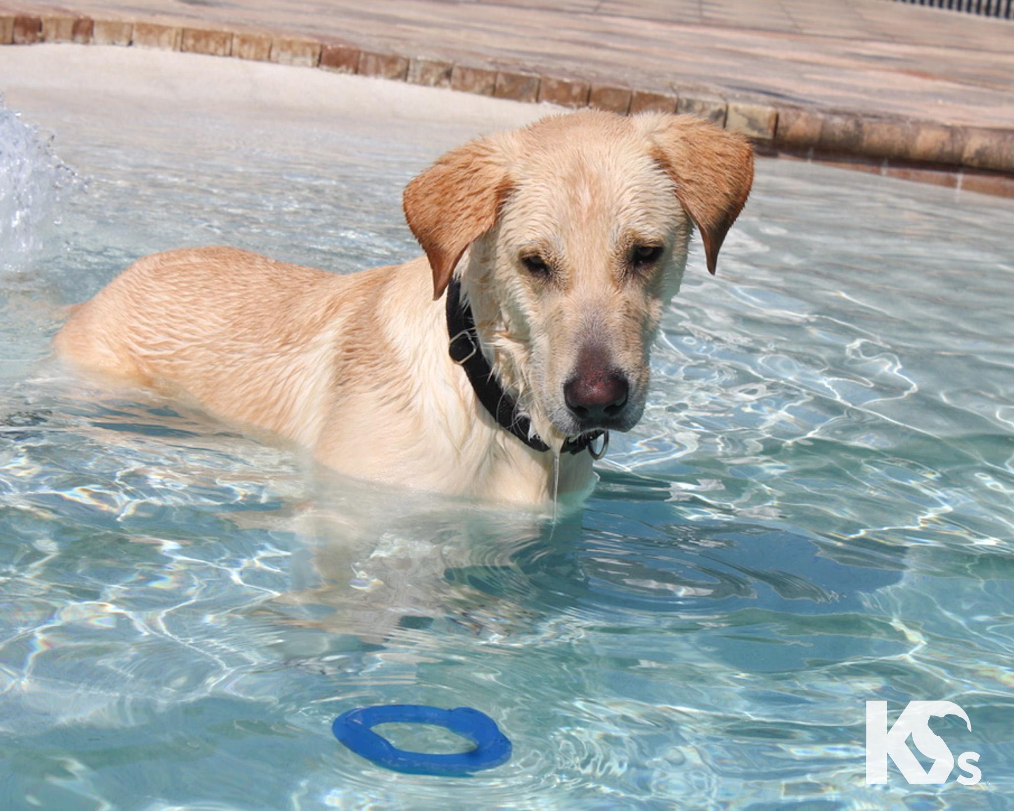 Enlarge Fiji, a Adoptable mixed breed in Ponte Vedra, FL image 5/6