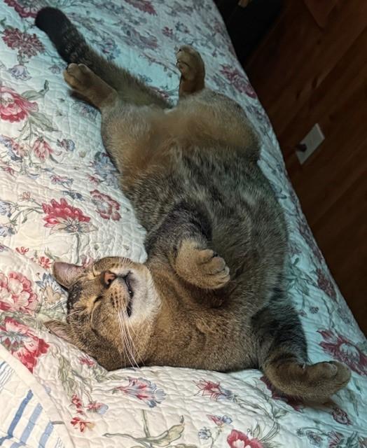 zzCOURTESY LISTING for Guillermo — this pet is NOT at the shelter!, Adoptable, Adult Male Abyssinian.