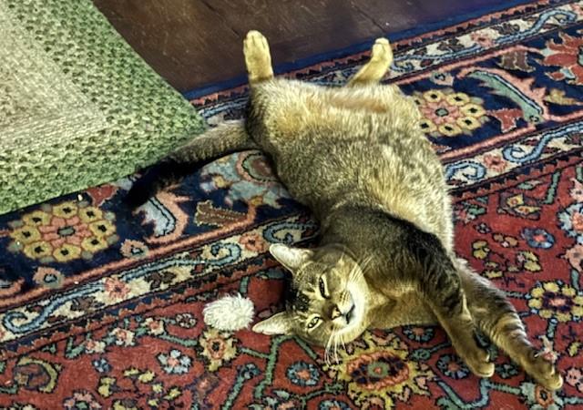 zzCOURTESY LISTING for Guillermo — this pet is NOT at the shelter!, a Adoptable mixed breed in New Rochelle, NY image 2/4