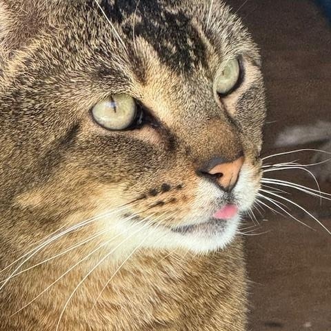 zzCOURTESY LISTING for Guillermo — this pet is NOT at the shelter!, a Adoptable mixed breed in New Rochelle, NY image 3/4