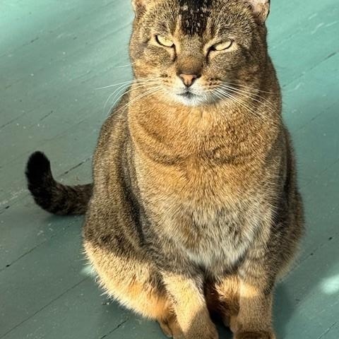 zzCOURTESY LISTING for Guillermo — this pet is NOT at the shelter!, a Adoptable mixed breed in New Rochelle, NY image 4/4