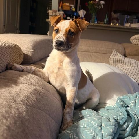 Spud, adopted, Puppy Male Australian Cattle Dog / Blue Heeler.