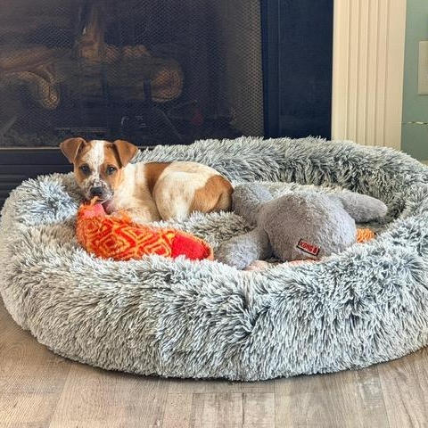 Enlarge Spud, an adopted mixed breed in Manhasset, NY image 3/6