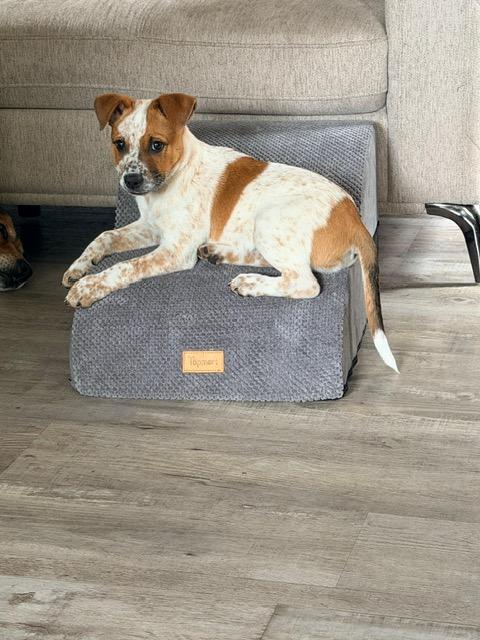 Enlarge Spud, an adopted mixed breed in Manhasset, NY image 2/6