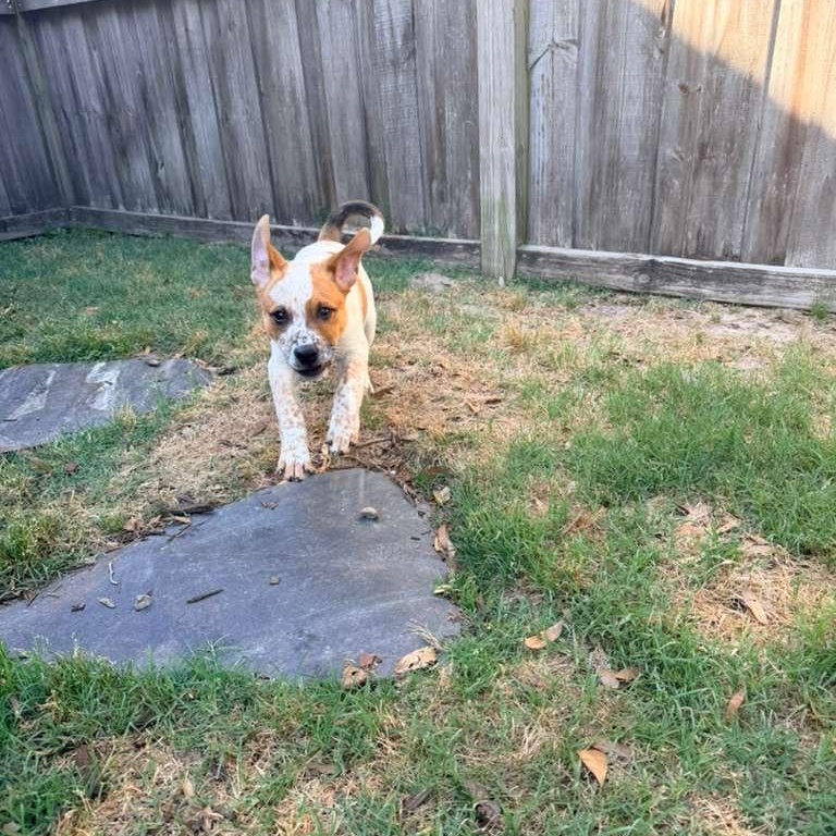 Enlarge Spud, an adopted mixed breed in Manhasset, NY image 4/6