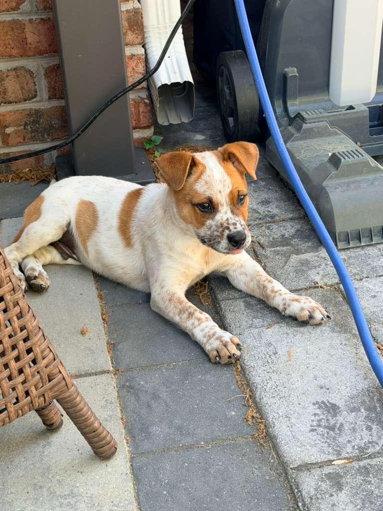 Enlarge Spud, an adopted mixed breed in Manhasset, NY image 6/6