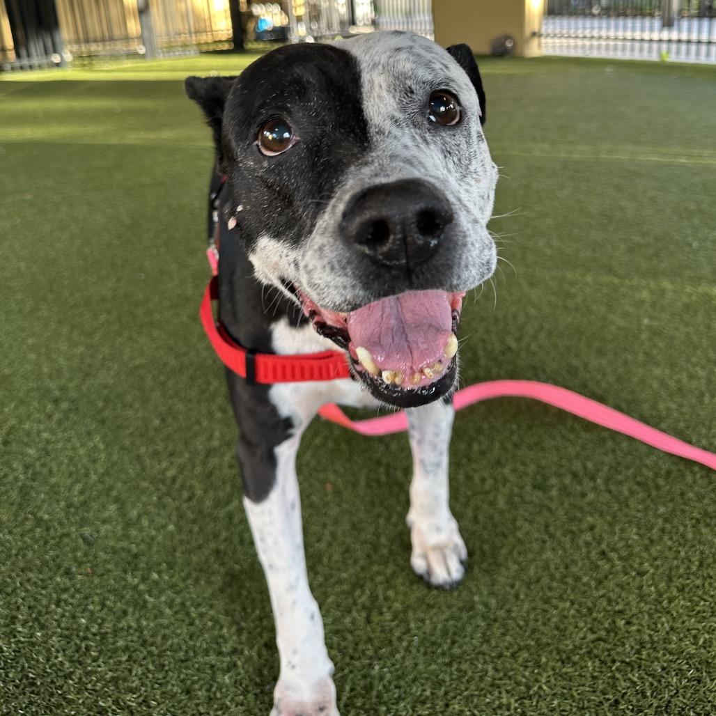 Quesadilla, Adoptable, Senior Female German Shorthaired Pointer.