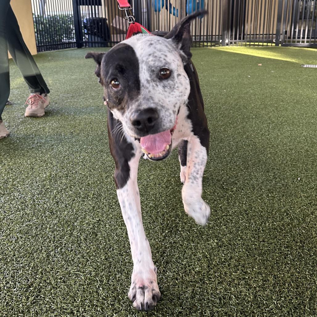 Quesadilla, a Adoptable German Shorthaired Pointer in West Palm Beach, FL image 2/6