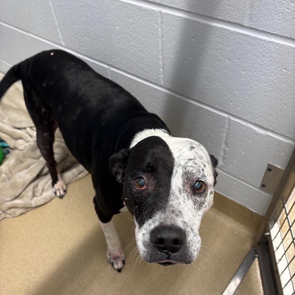 Quesadilla, a Adoptable German Shorthaired Pointer in West Palm Beach, FL image 3/6