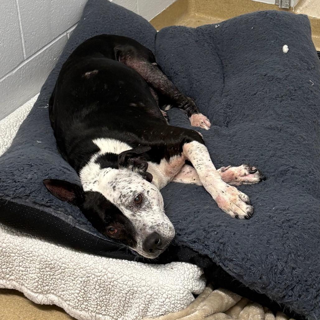 Quesadilla, a Adoptable German Shorthaired Pointer in West Palm Beach, FL image 4/6