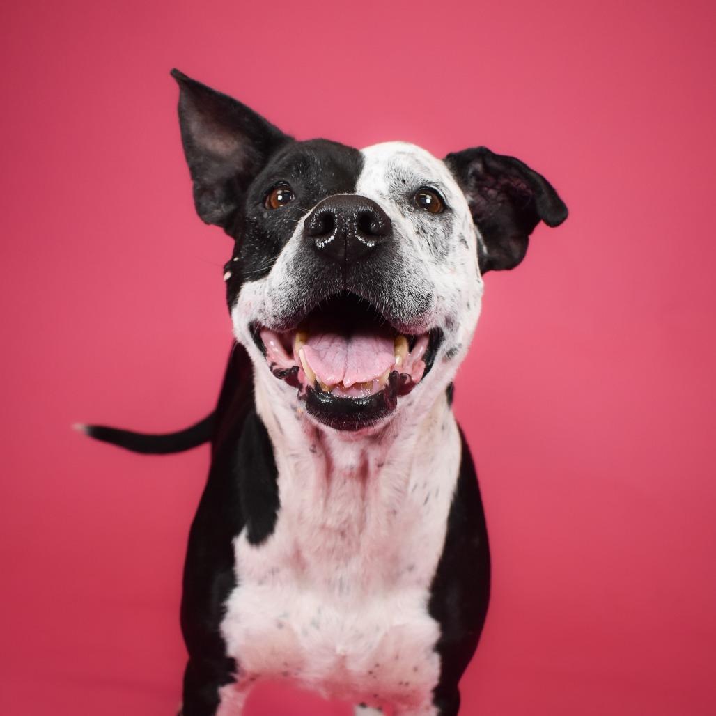 Quesadilla, a Adoptable German Shorthaired Pointer in West Palm Beach, FL image 5/6
