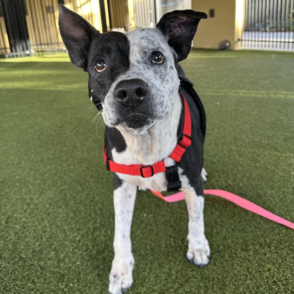Quesadilla, a Adoptable German Shorthaired Pointer in West Palm Beach, FL image 6/6