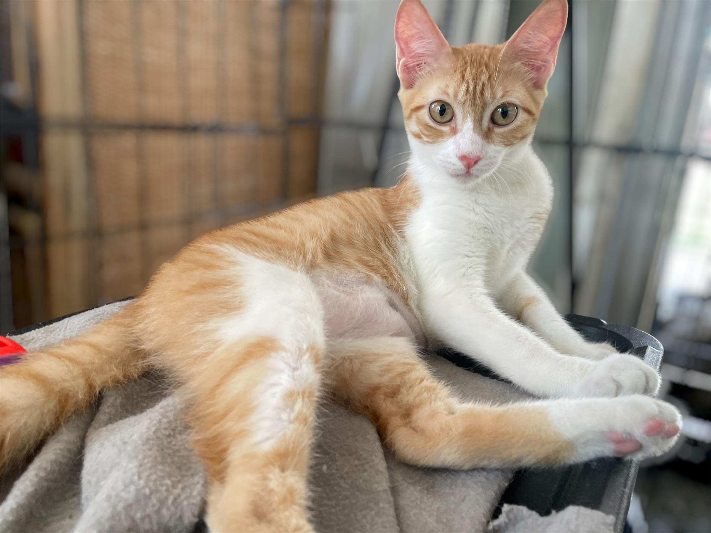 Enlarge Tangerine, a ADOPTABLE Domestic Short Hair in Franklin, MA image 3/3