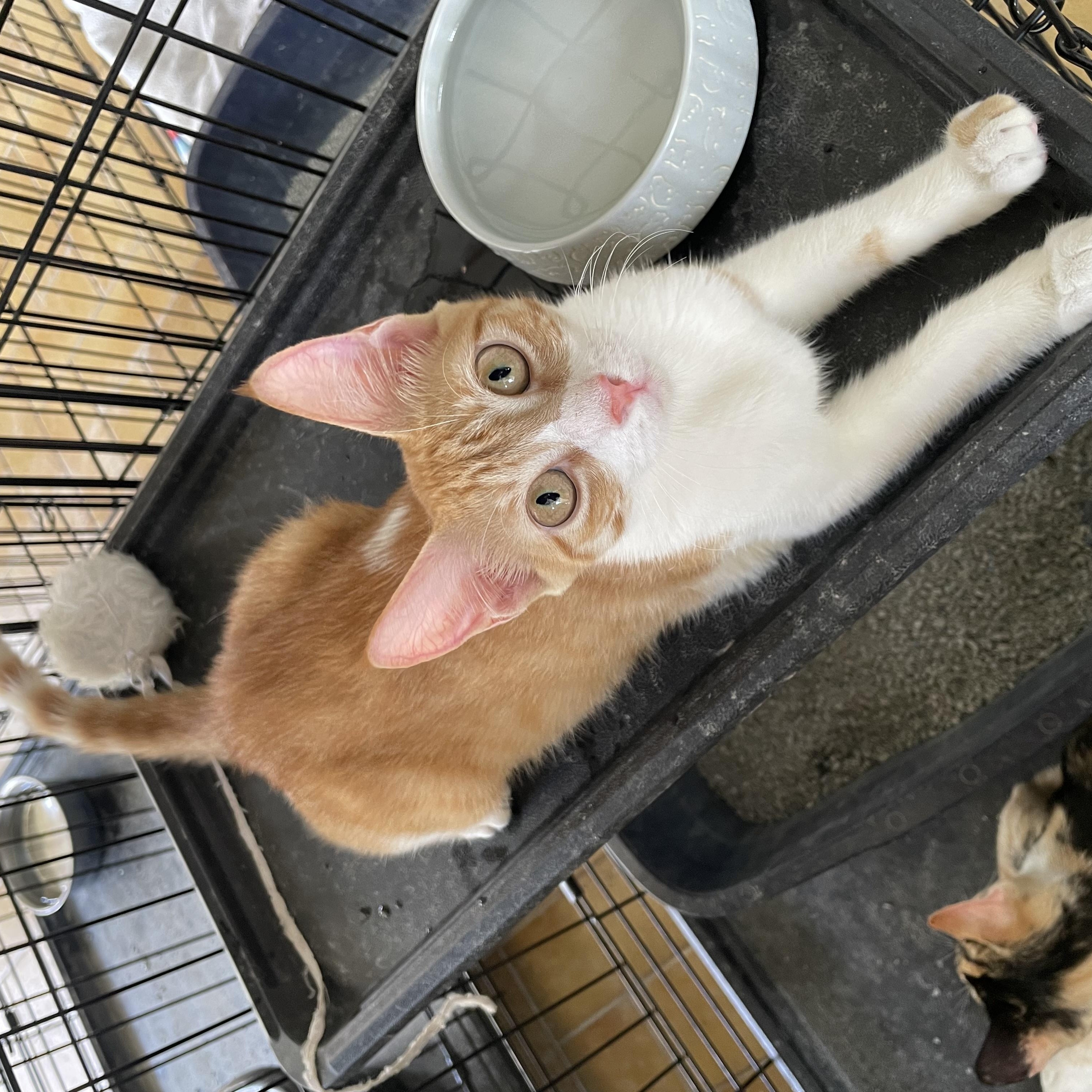 Enlarge Tangerine, a ADOPTABLE Domestic Short Hair in Franklin, MA image 2/3
