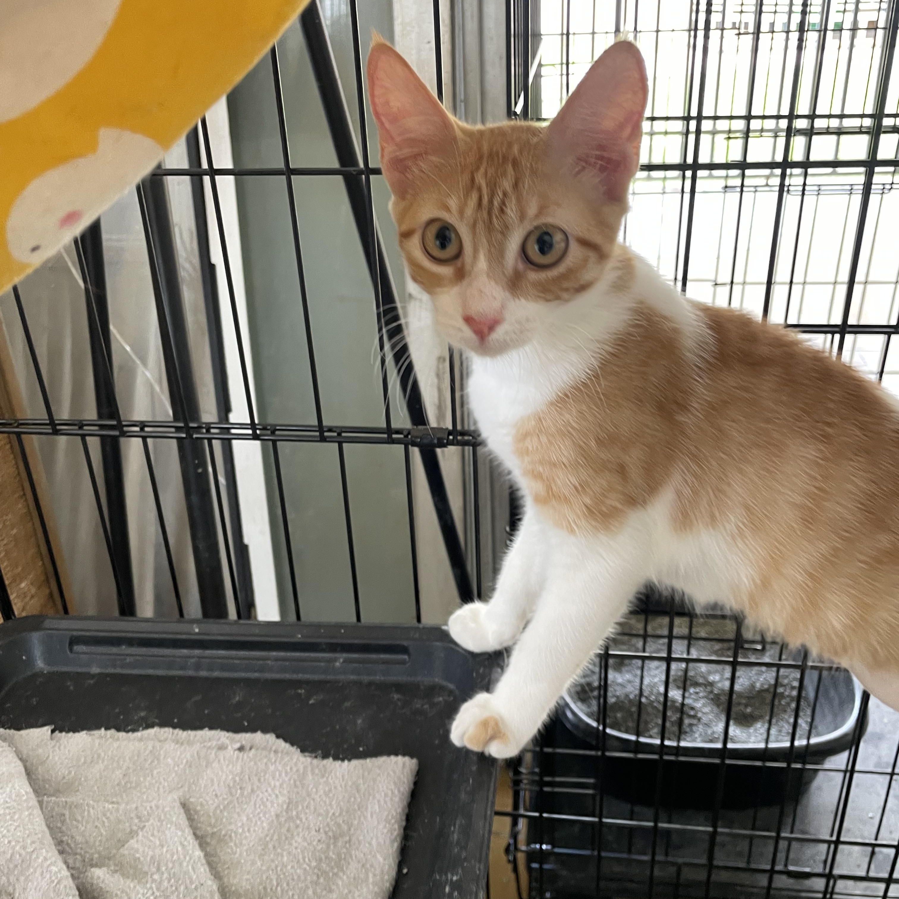 Tangerine, ADOPTABLE, Kitten Female Domestic Short Hair.