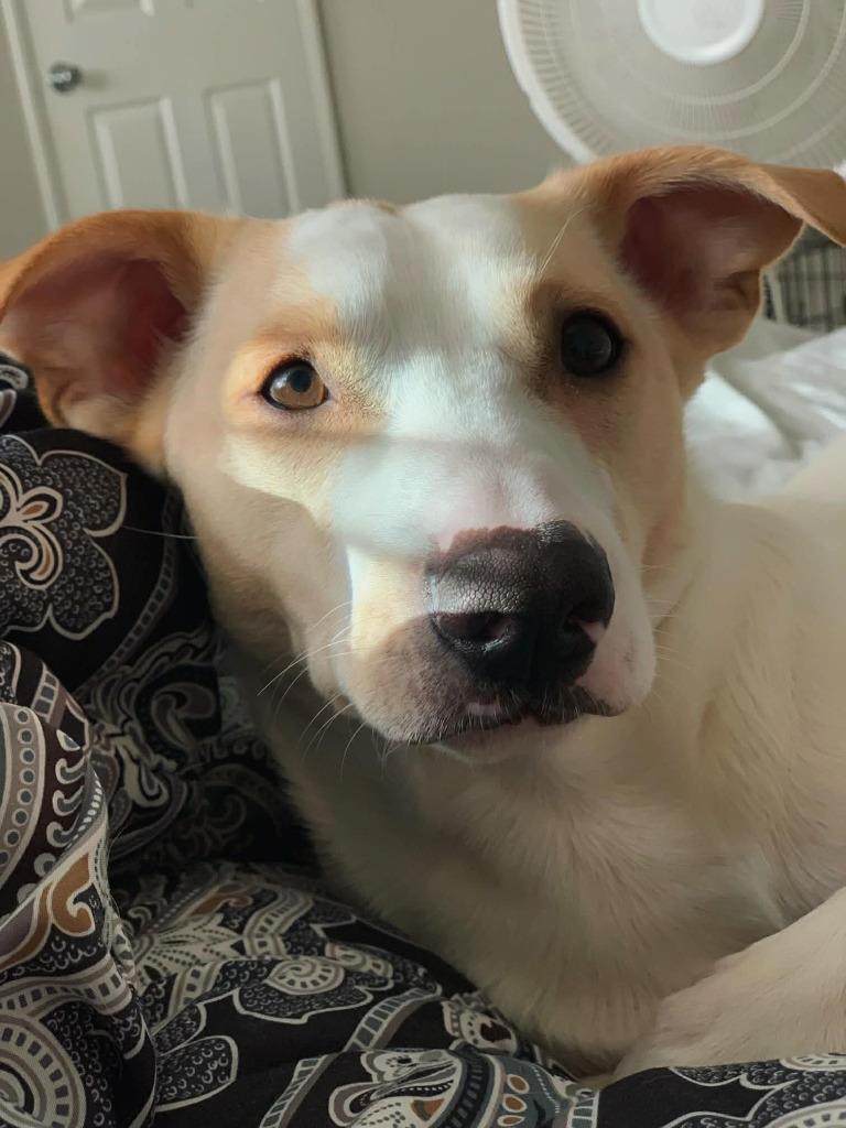 Frankie & Nori, Adoptable, Adult Male Boston Terrier.