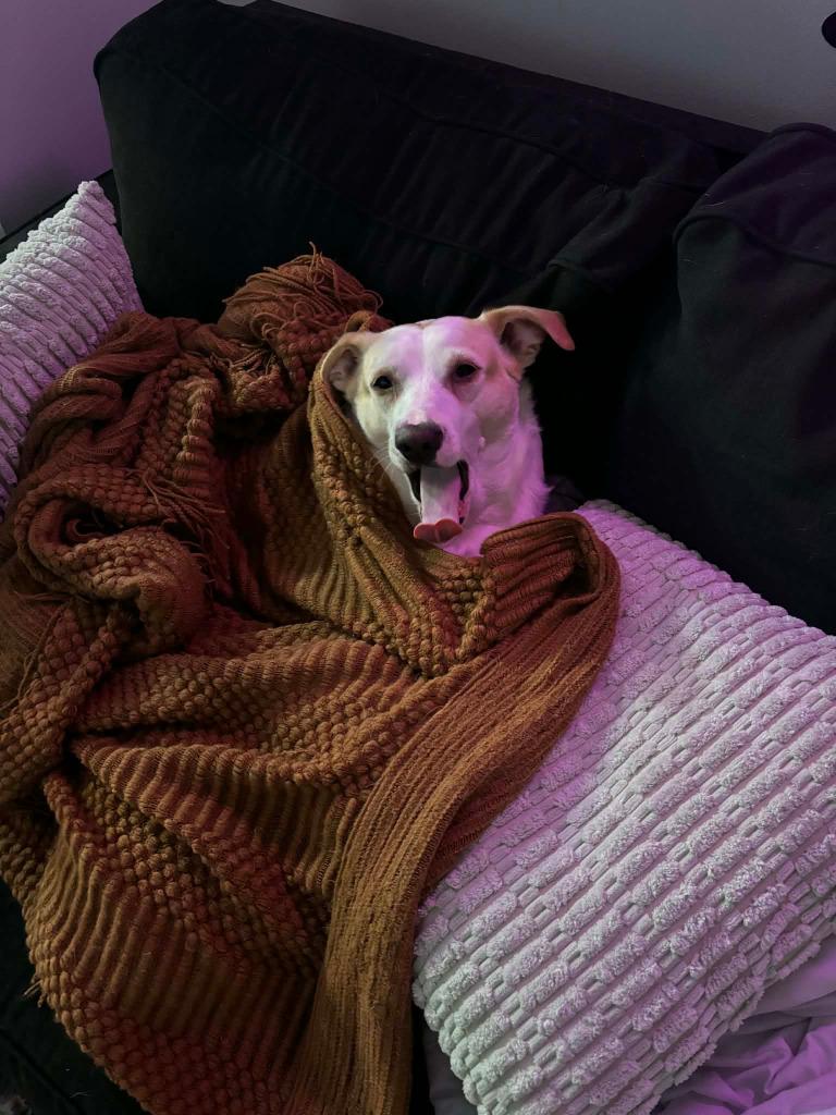 Enlarge Frankie & Nori, a Adoptable Boston Terrier in Parkville, MD image 3/4