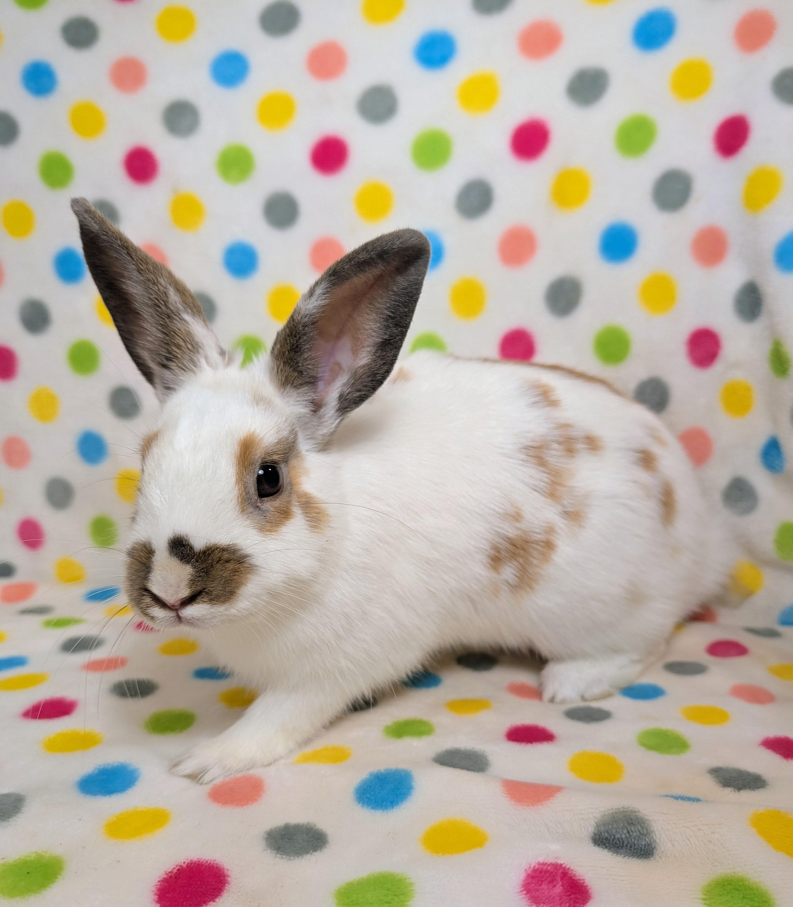 Sunspreckel, adopted, Baby Female English Spot.