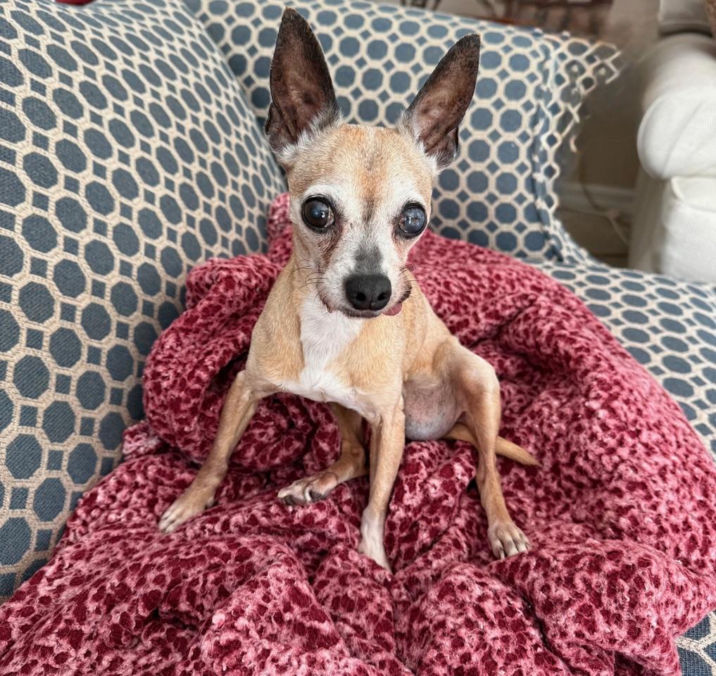 Bella Queen of the South, Adoptable, Senior Female Chihuahua.