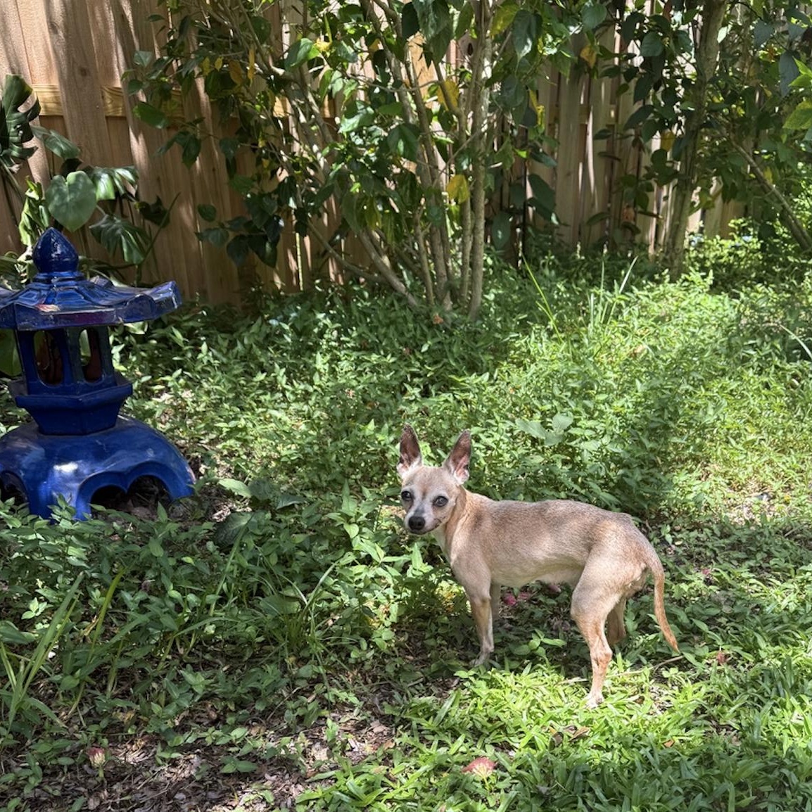 Bella Queen of the South, a Adoptable Chihuahua in Bradenton, FL image 5/5