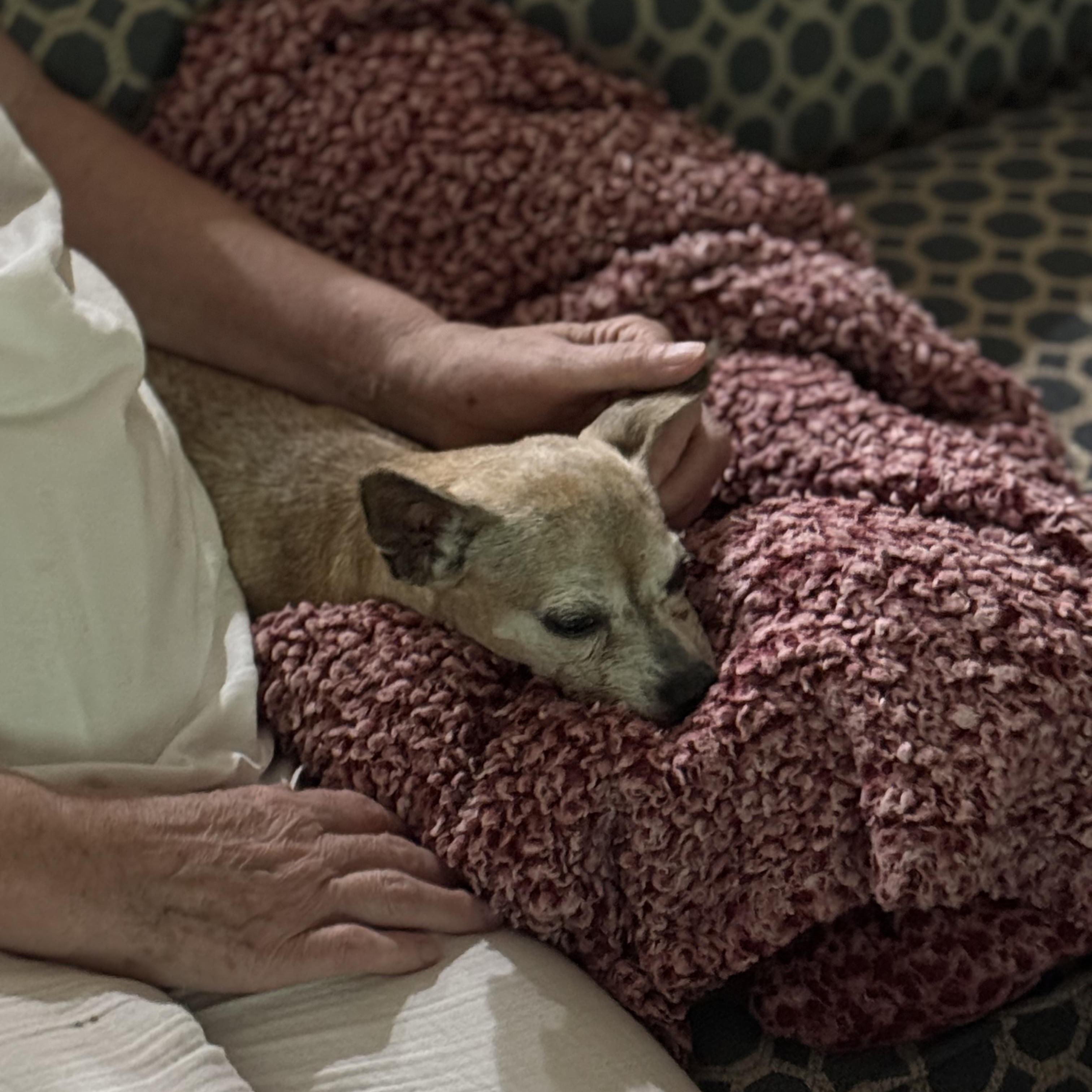 Bella Queen of the South, a Adoptable Chihuahua in Bradenton, FL image 2/5
