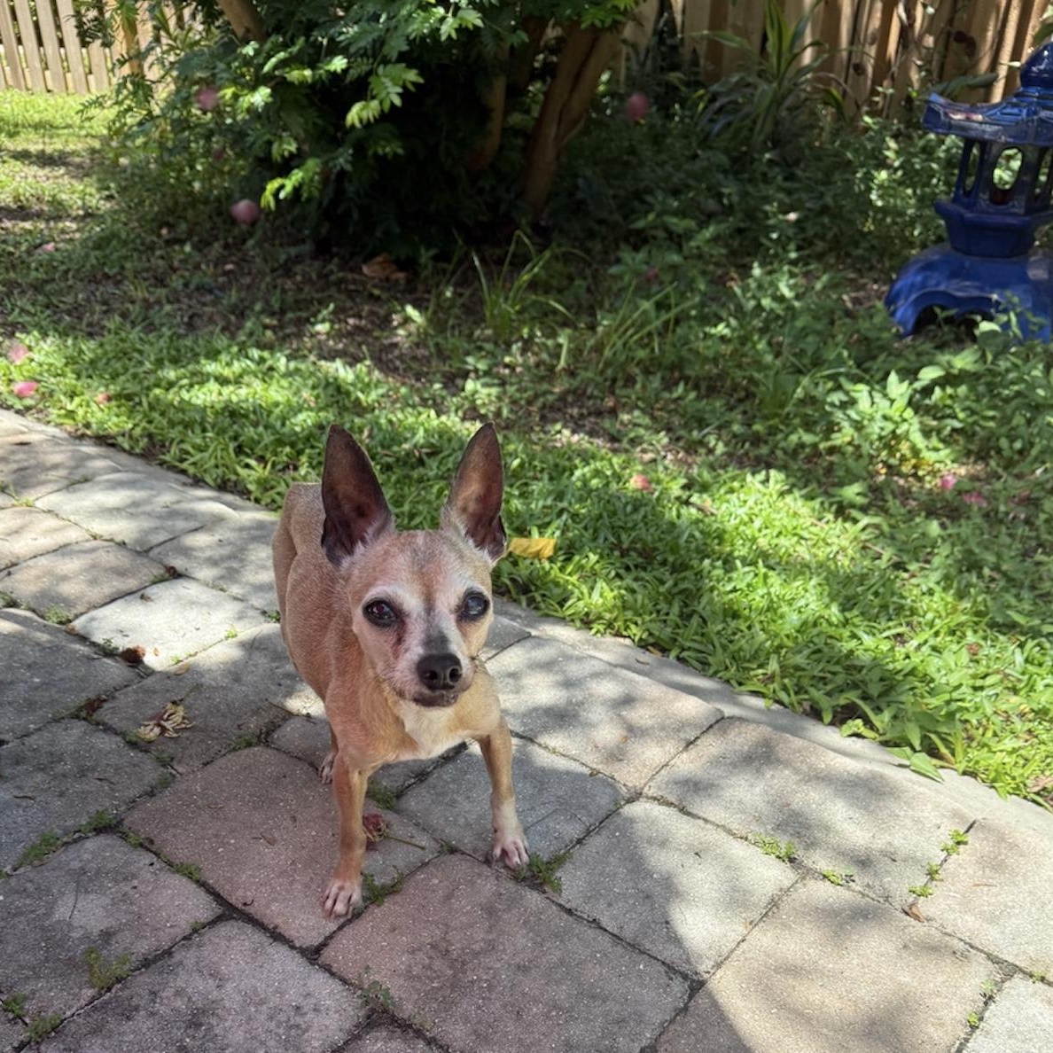 Bella Queen of the South, a Adoptable Chihuahua in Bradenton, FL image 3/5