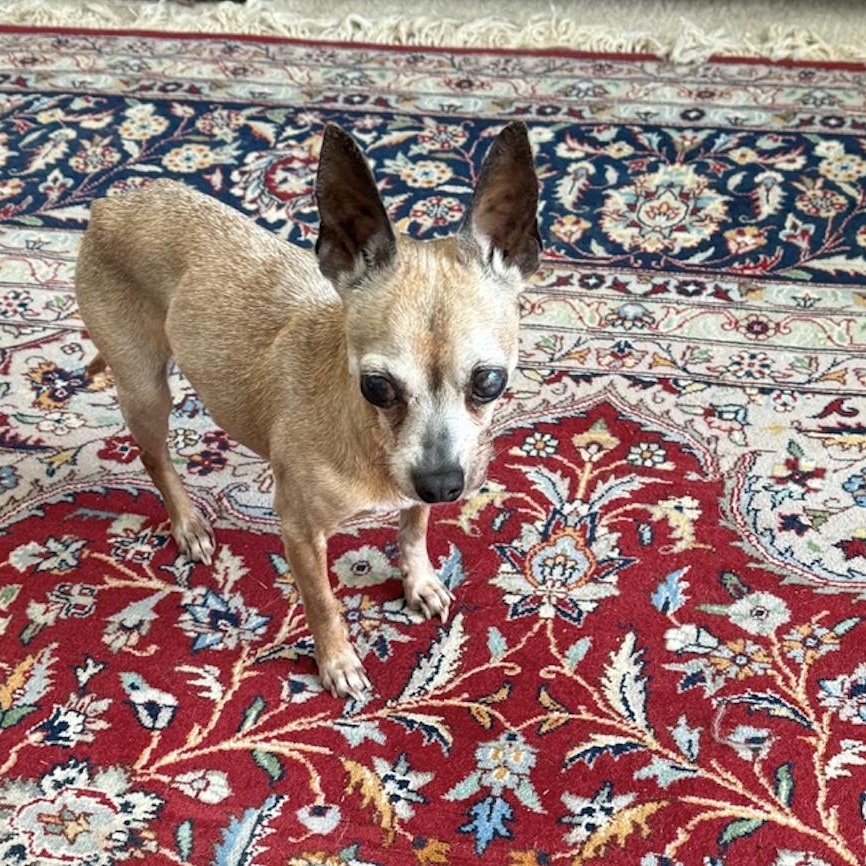 Bella Queen of the South, a Adoptable Chihuahua in Bradenton, FL image 4/5