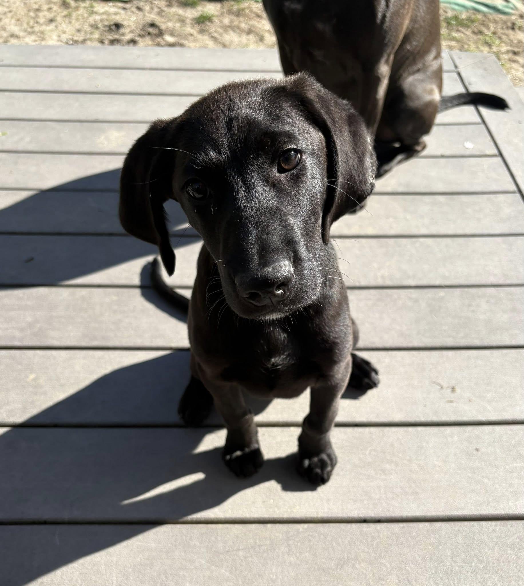 Ruby June, ADOPTABLE, Puppy Female Black Labrador Retriever & Redbone Coonhound.