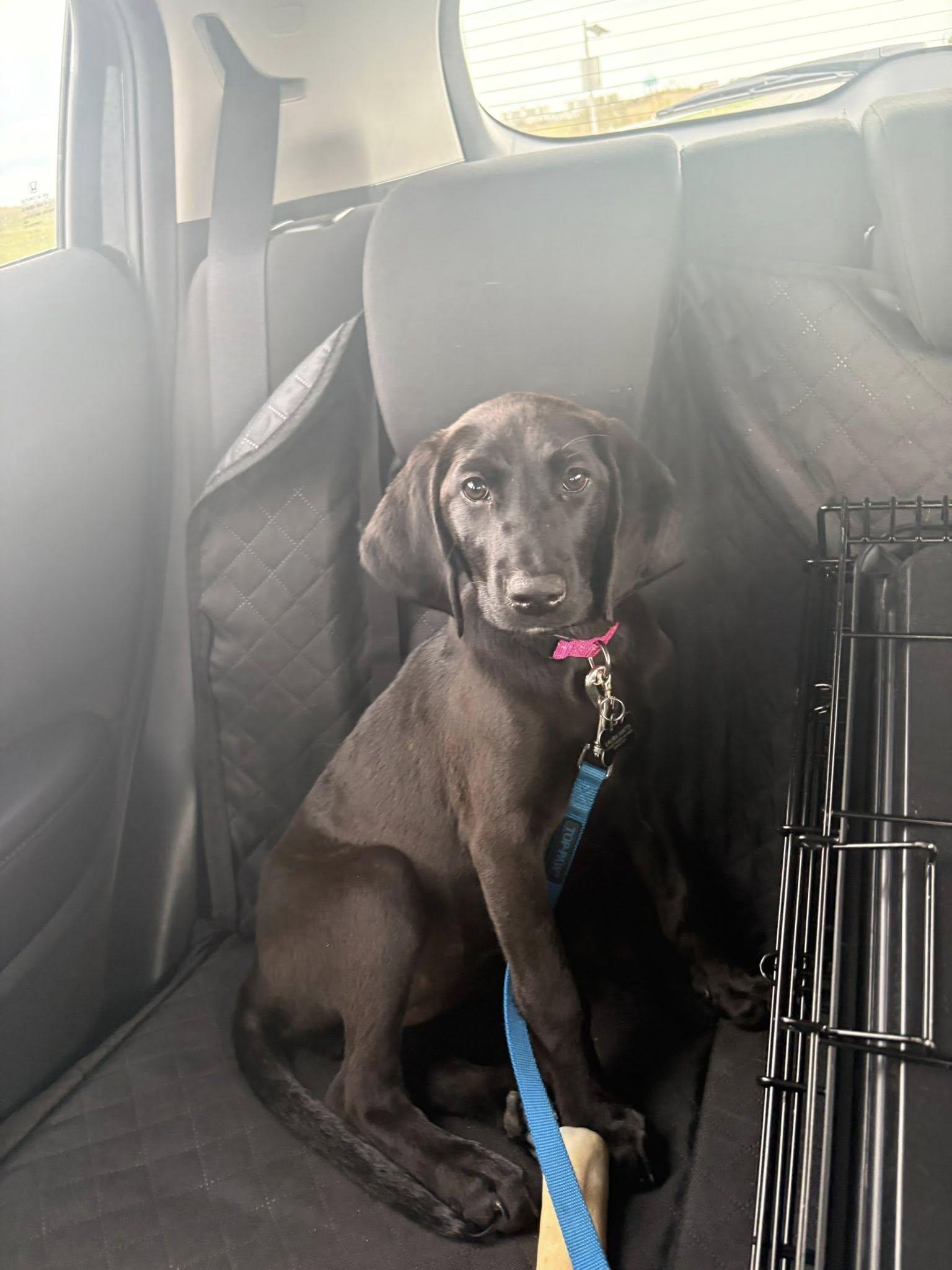 Enlarge Ruby June, a ADOPTABLE mixed breed in Collingswood, NJ image 4/4