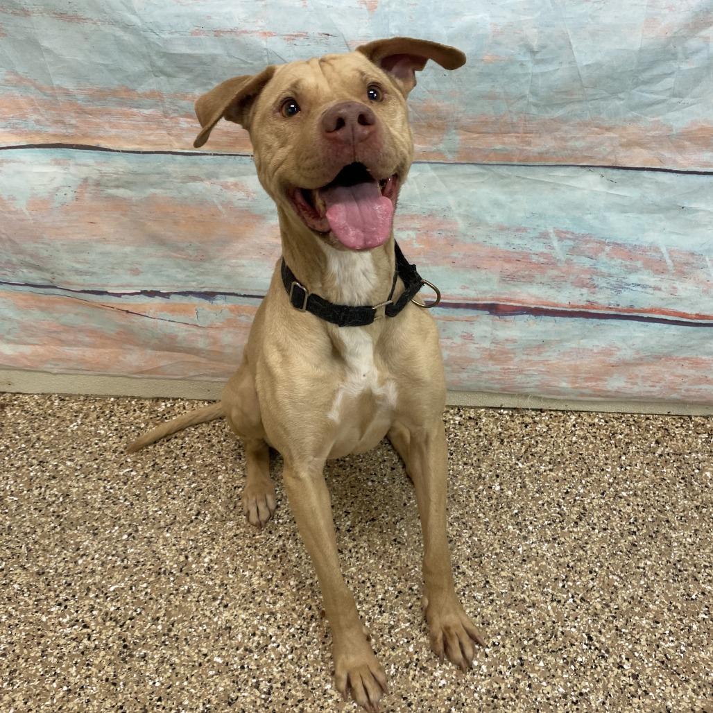 Tesla, Adoptable, Senior Female Mixed Breed.