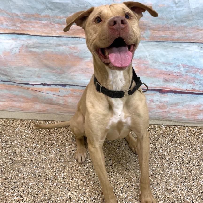 Tesla, a Adoptable Mixed Breed in Cheyenne, WY image 2/2