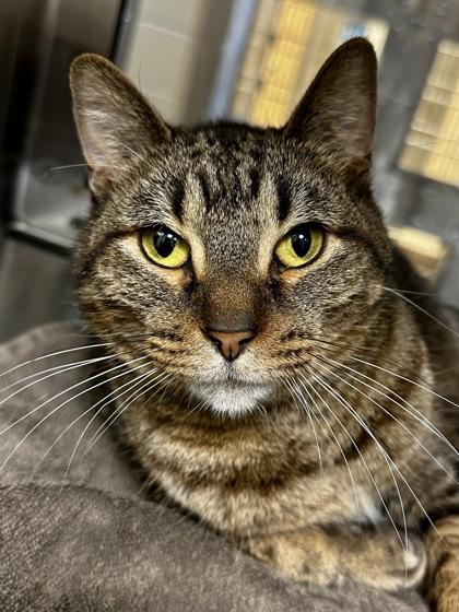Guapo, Adoptable, Adult Male Domestic Short Hair.
