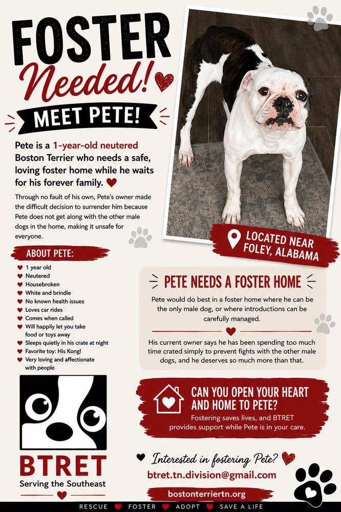 Enlarge Pete Willet-4103 Johnson City, TN, a Adopted Boston Terrier in Maryville, TN image 1/1