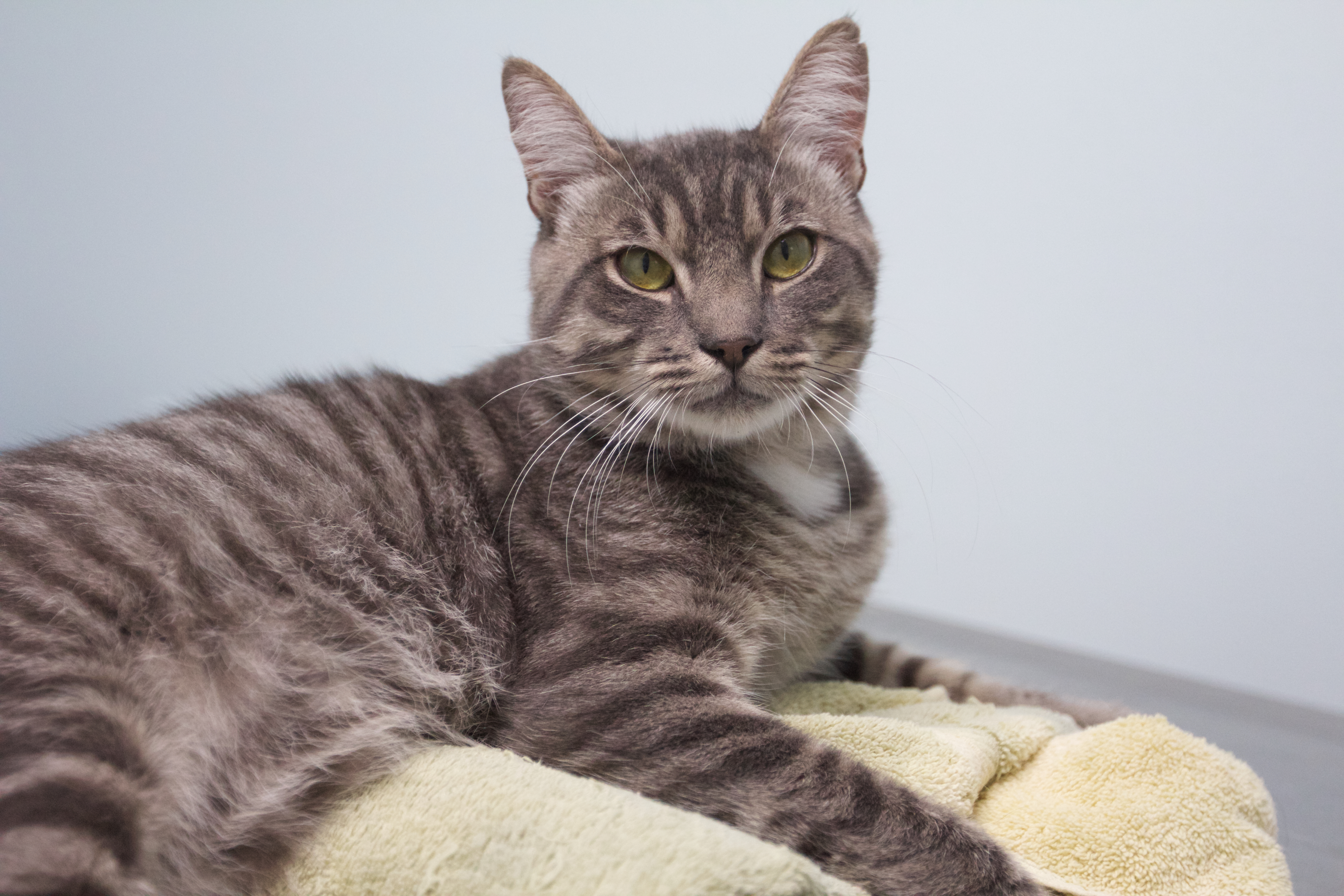 Enlarge Fuzzy Wuzzy, a Adoptable mixed breed in Montclair, NJ image 1/6