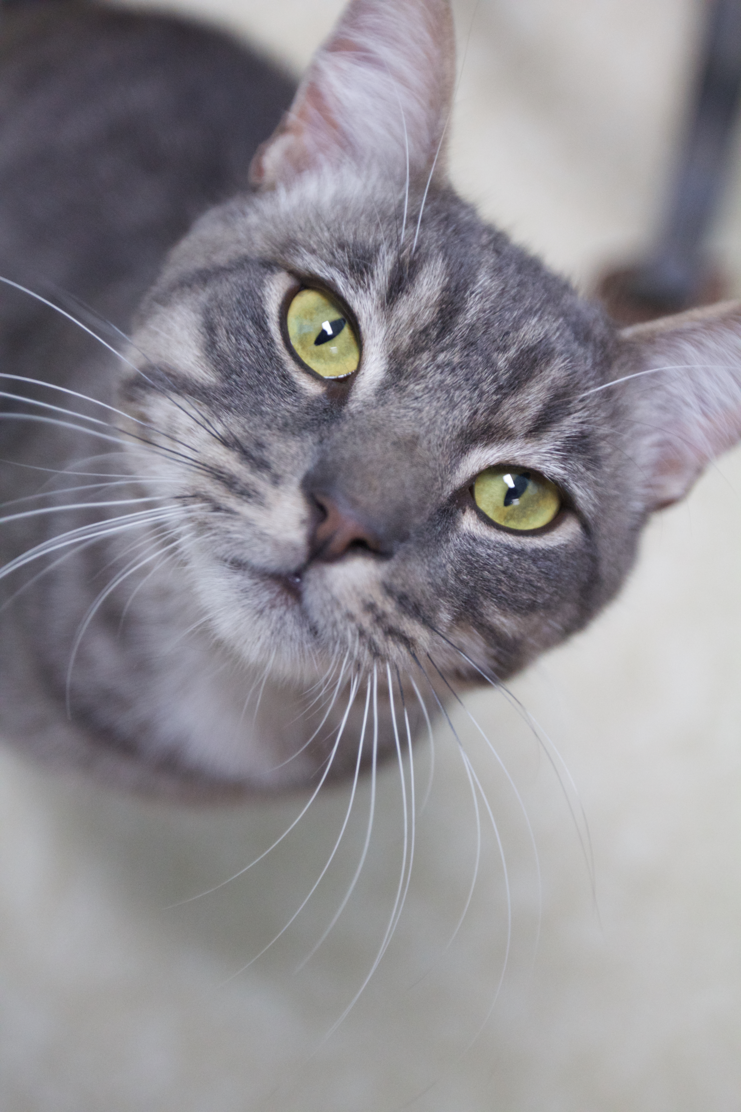 Enlarge Fuzzy Wuzzy, a Adoptable mixed breed in Montclair, NJ image 2/6