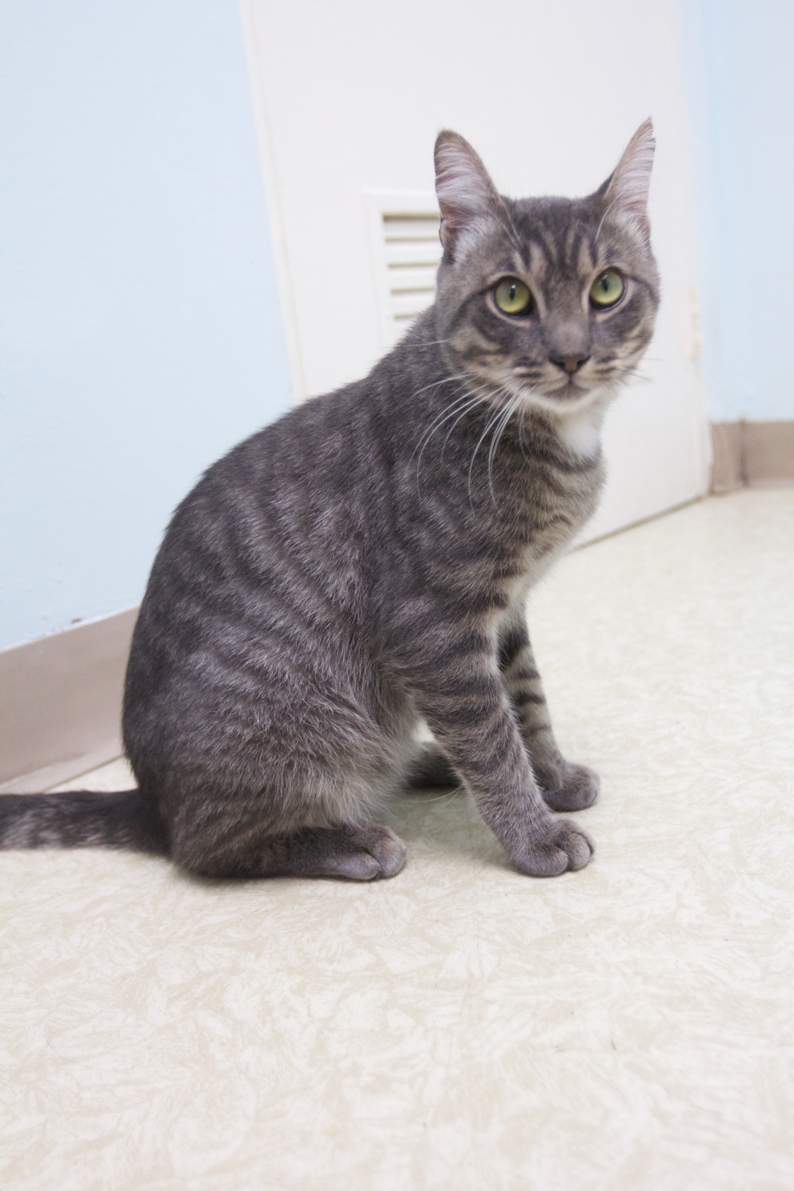 Enlarge Fuzzy Wuzzy, a Adoptable mixed breed in Montclair, NJ image 3/6