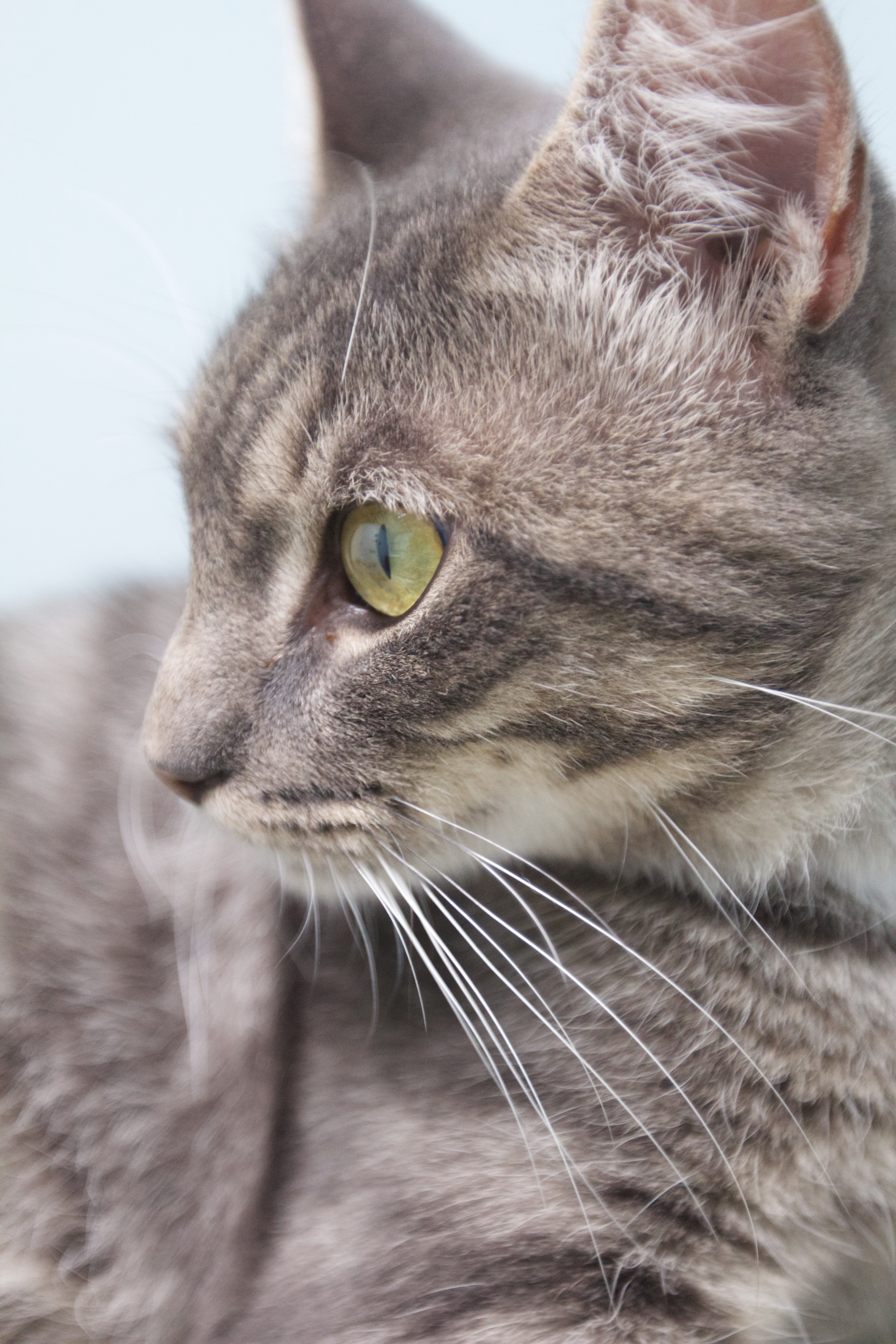 Enlarge Fuzzy Wuzzy, a Adoptable mixed breed in Montclair, NJ image 4/6