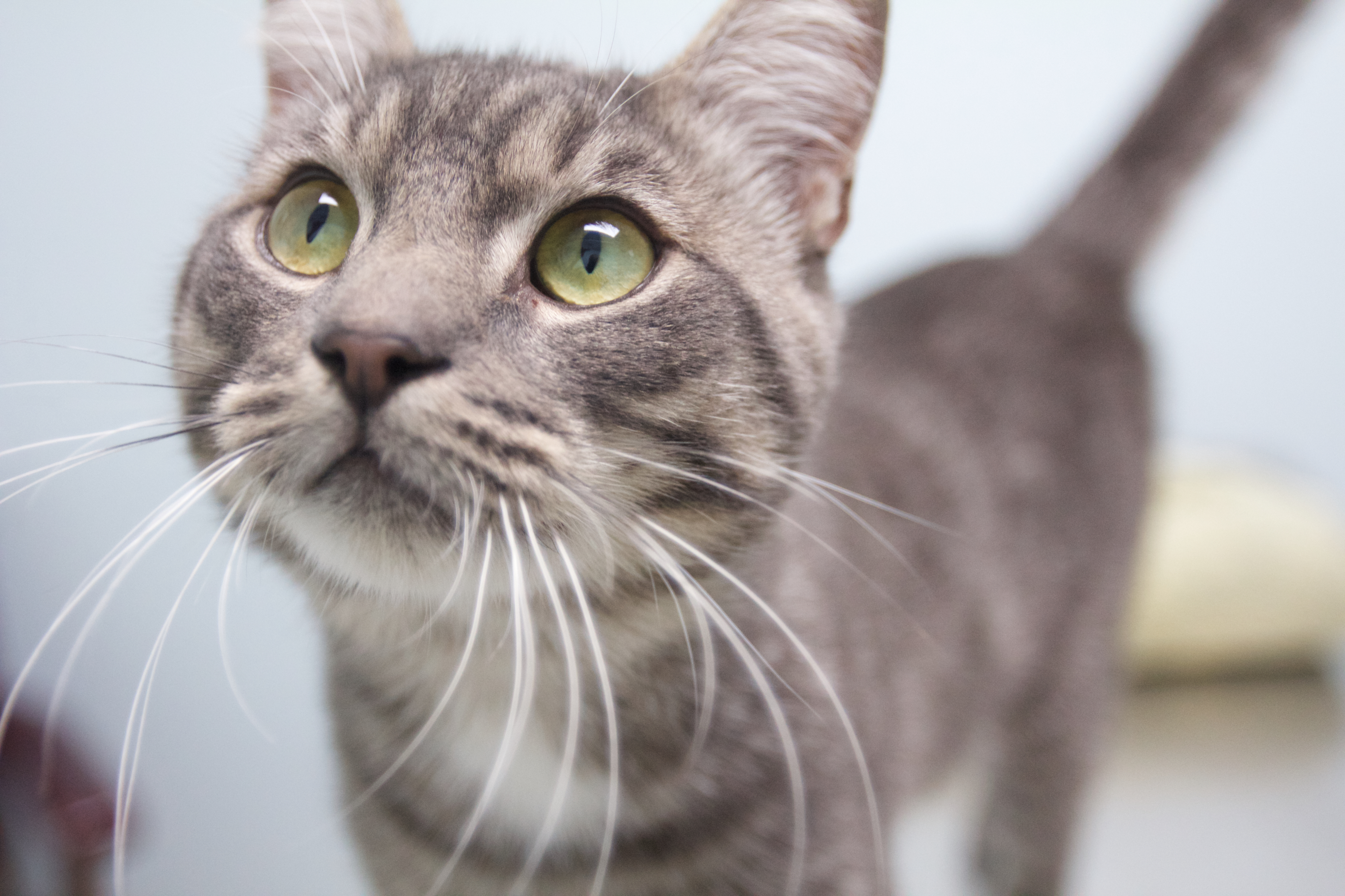 Enlarge Fuzzy Wuzzy, a Adoptable mixed breed in Montclair, NJ image 5/6