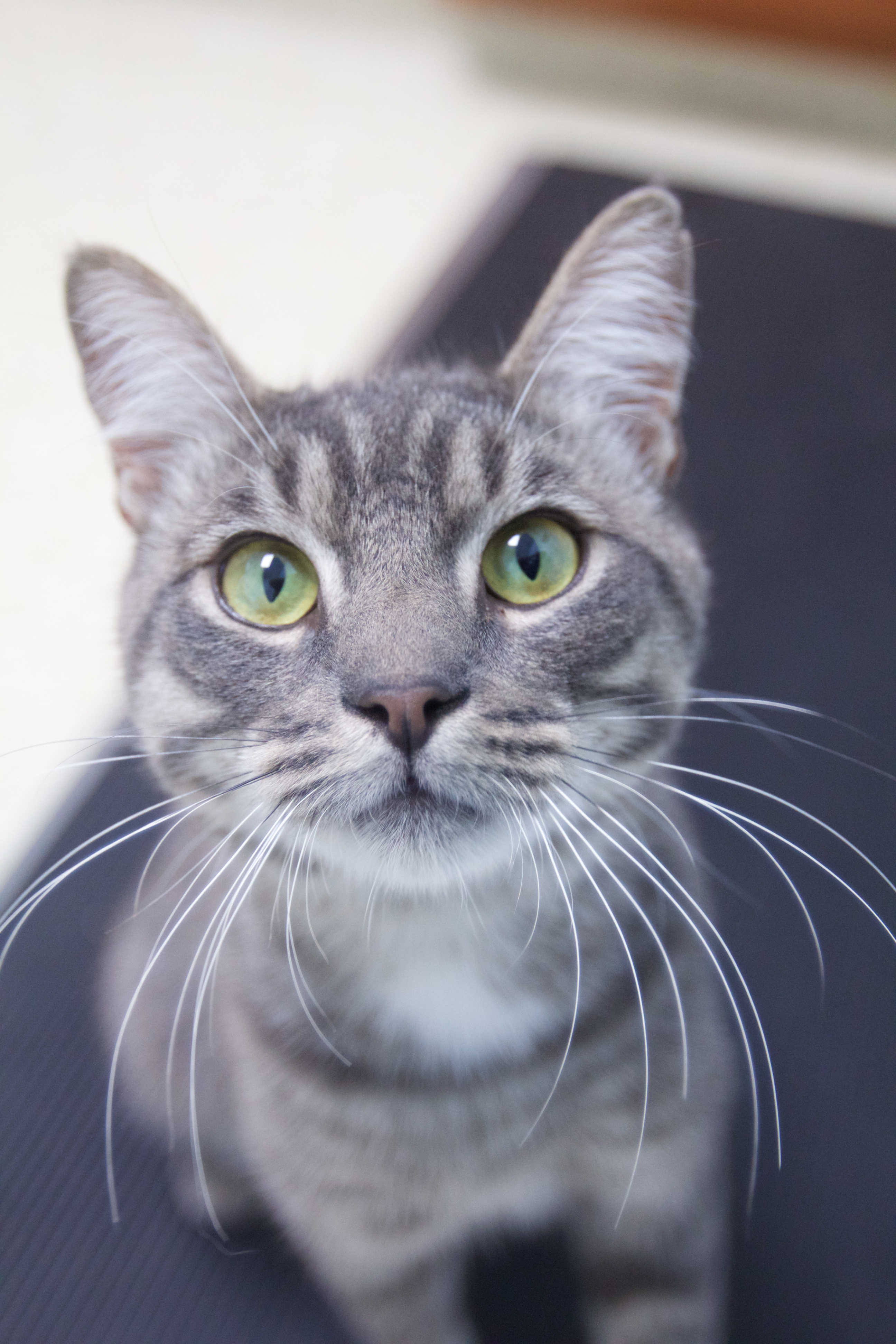 Enlarge Fuzzy Wuzzy, a Adoptable mixed breed in Montclair, NJ image 6/6