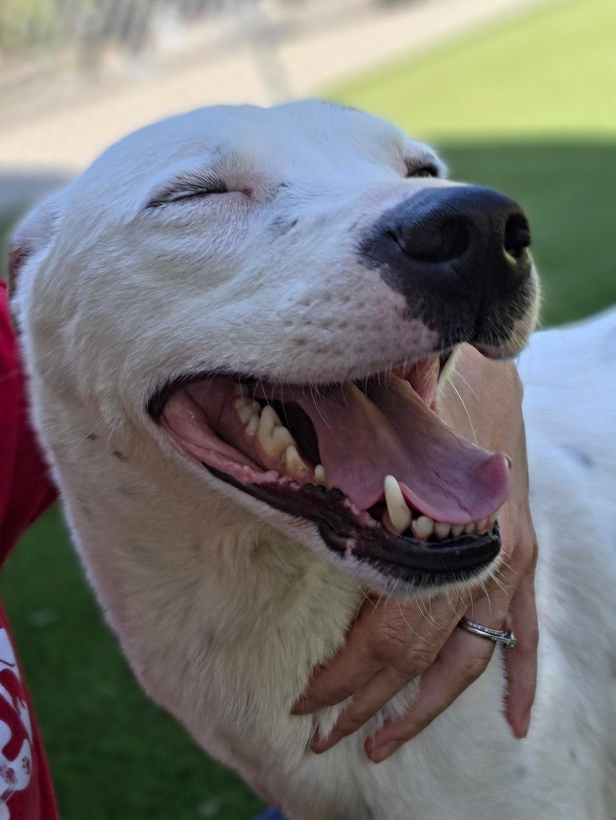 Enlarge Snow, a ADOPTABLE mixed breed in Allen, TX image 3/5