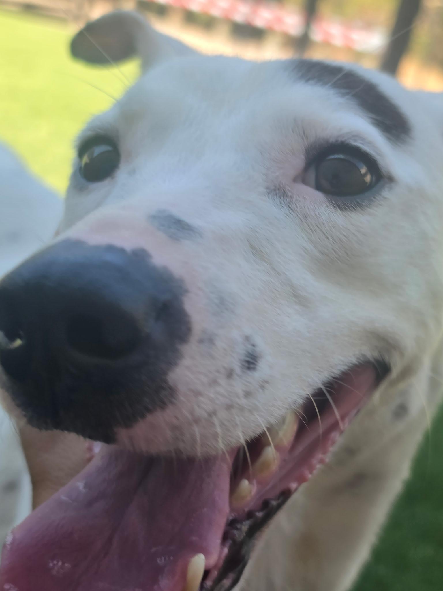 Enlarge Snow, a ADOPTABLE mixed breed in Allen, TX image 4/5