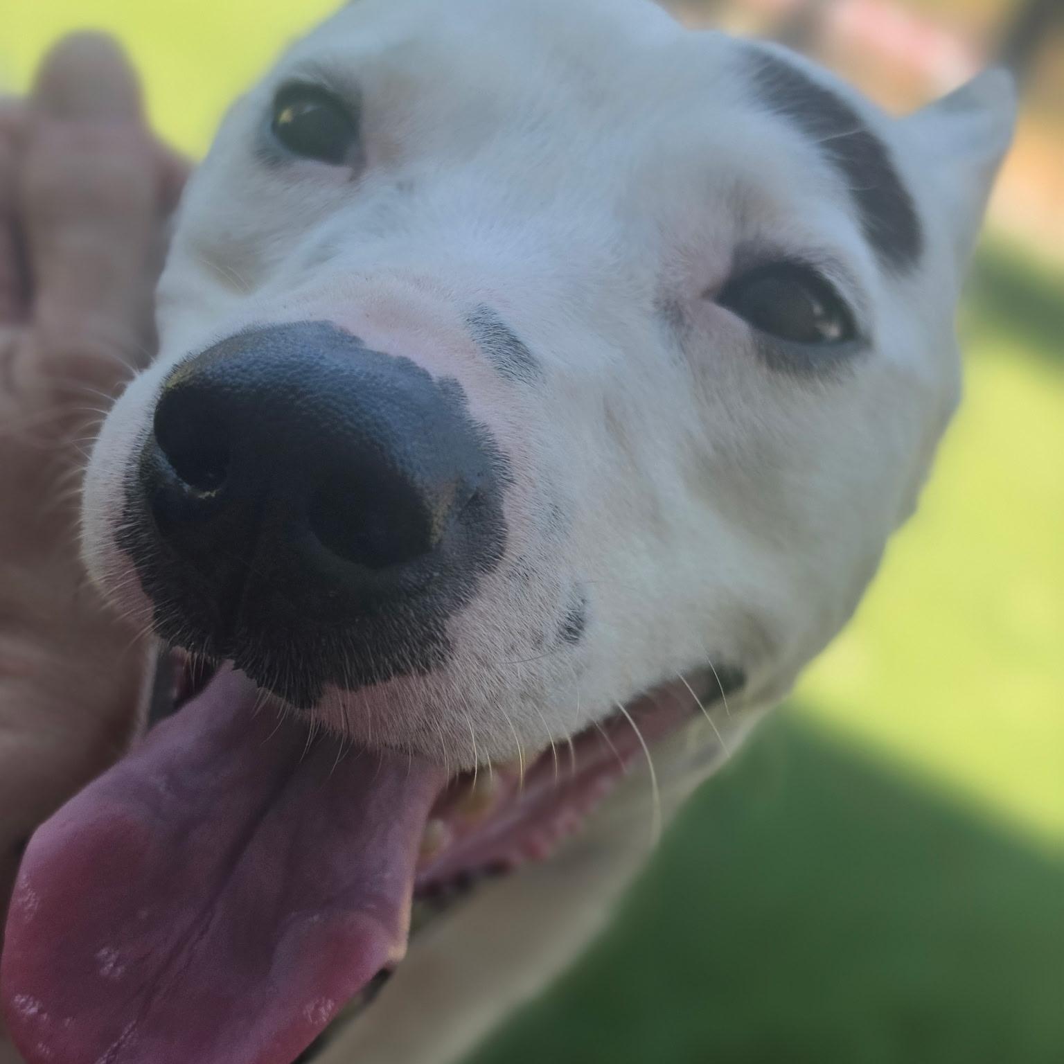 Snow, ADOPTABLE, Adult Female Terrier.